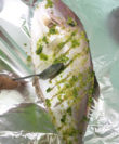 cá bò da nướng muối ớt