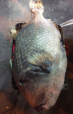 cá bò da giáp cá bò da giáp