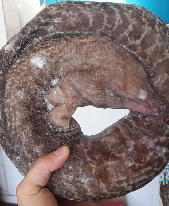 ca chinh sieu ngon ca chinh sieu ngon