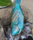 ca mo sieu ngon 3
