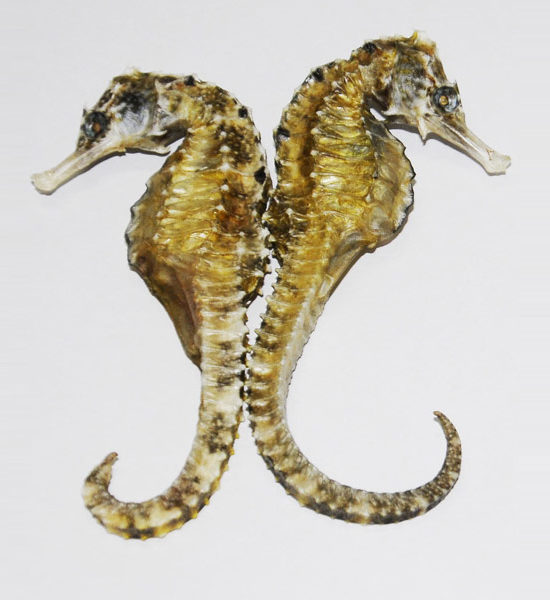 ca ngua sieu ngon 3 ca ngua sieu ngon 3