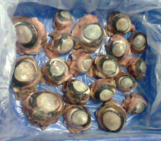 mat ca ngu sieu ngon 1